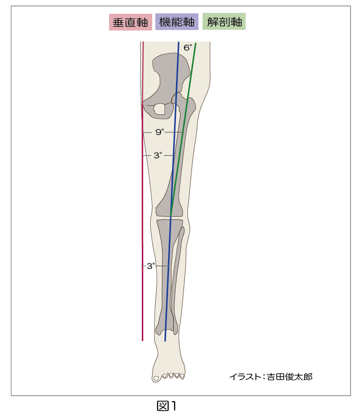 膝関節アライメント軸
解剖軸
機能軸
垂直軸