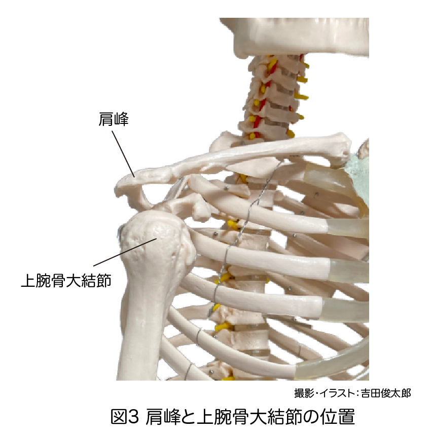 肩こりの評価方法
肩こり
肩峰と上腕骨大結節の位置