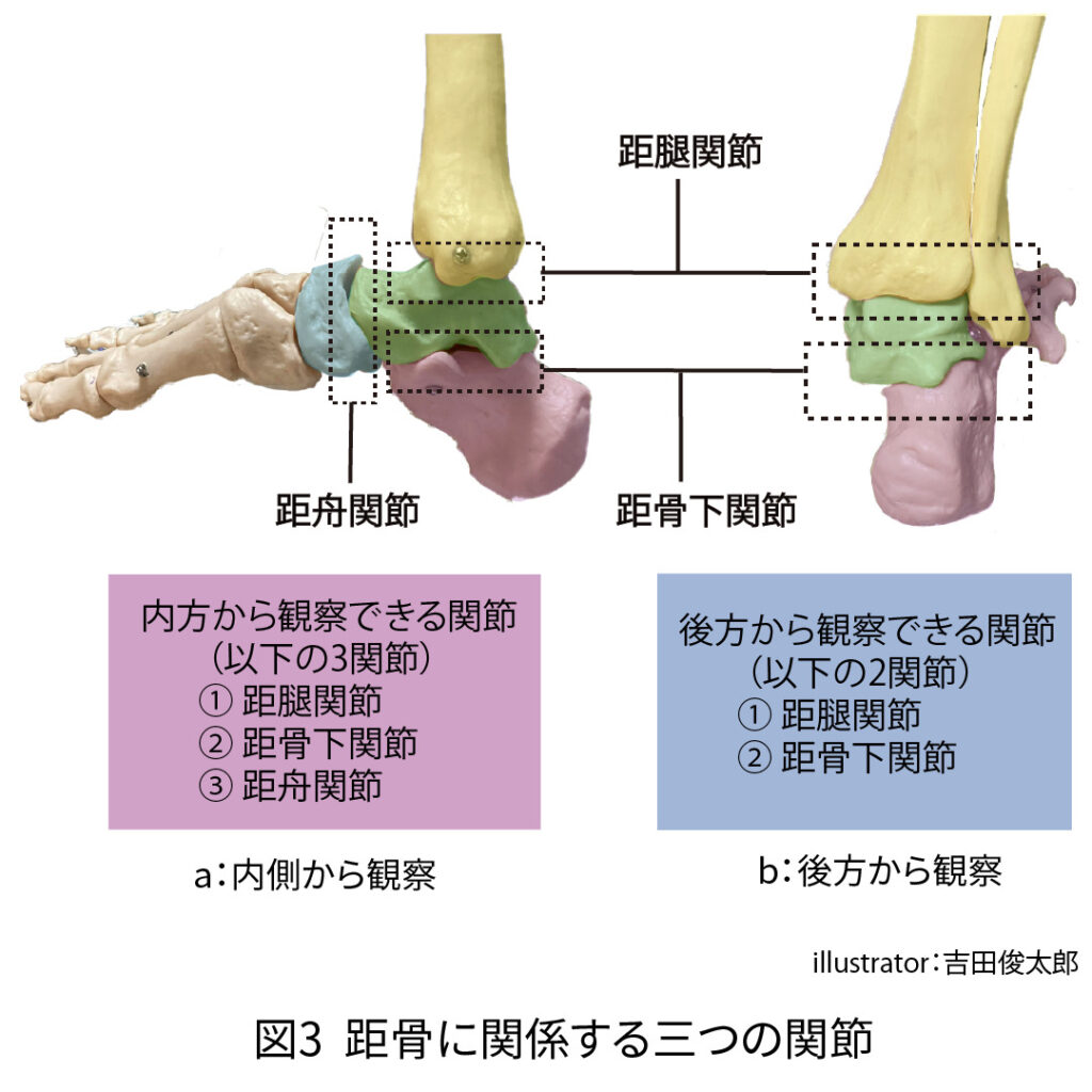 距骨に関節する三つの関節
距腿関節
距骨下関節
距舟関節