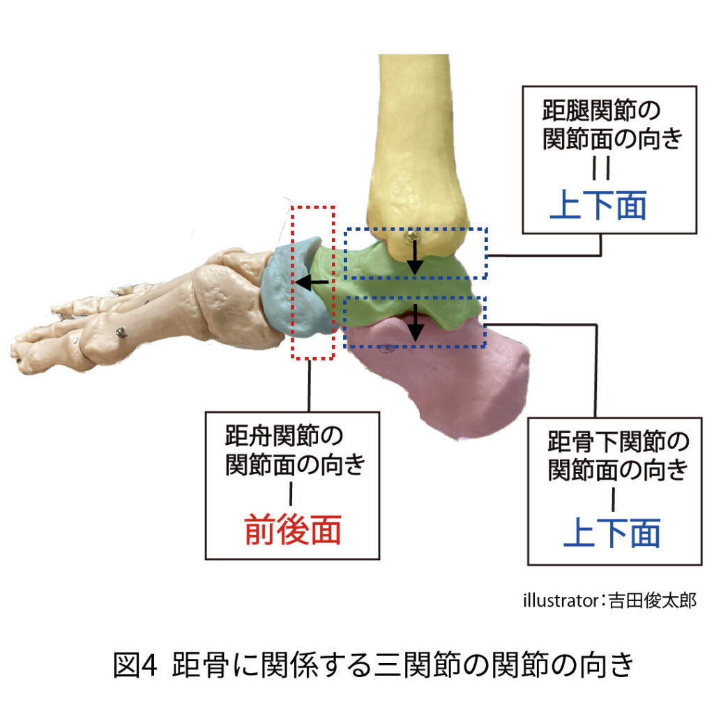 距骨に関係する関節の関節の向き
距腿関節
距骨下関節
距舟関節
