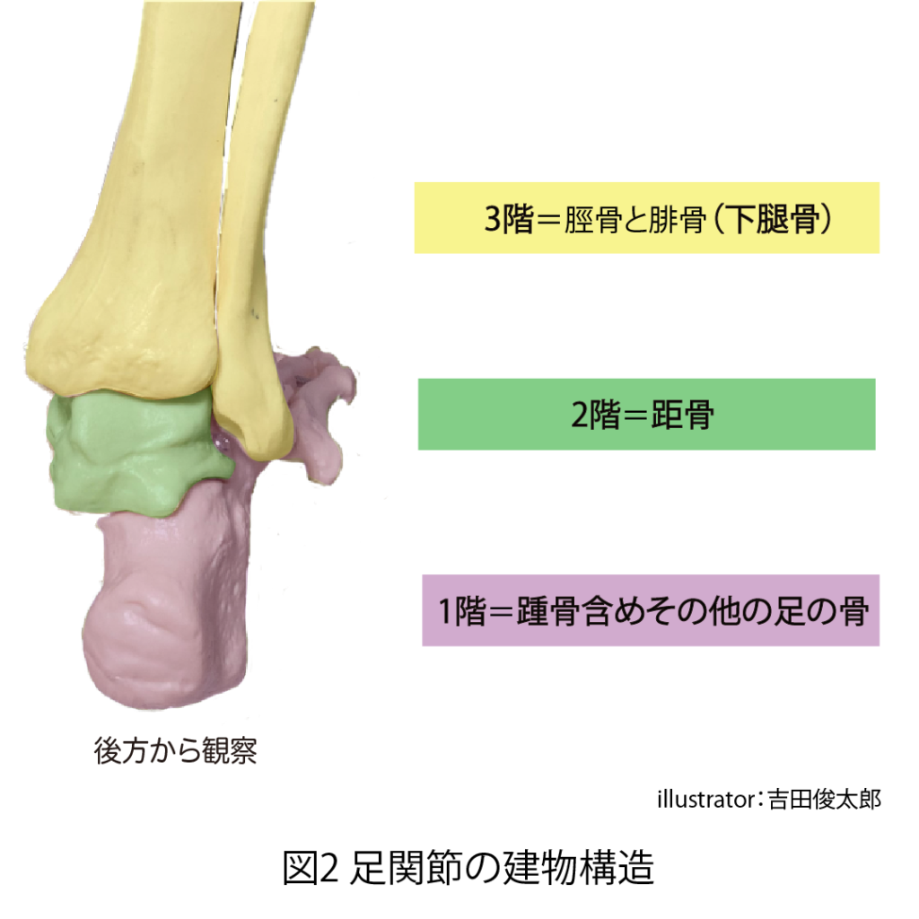 足関節の建物構造
下腿骨
脛骨
腓骨
距骨
踵骨