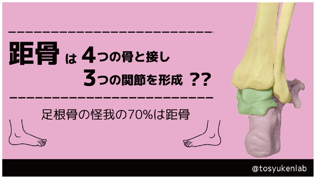 骨の成分多い順 – 骨は何でできているか – RFFLMC