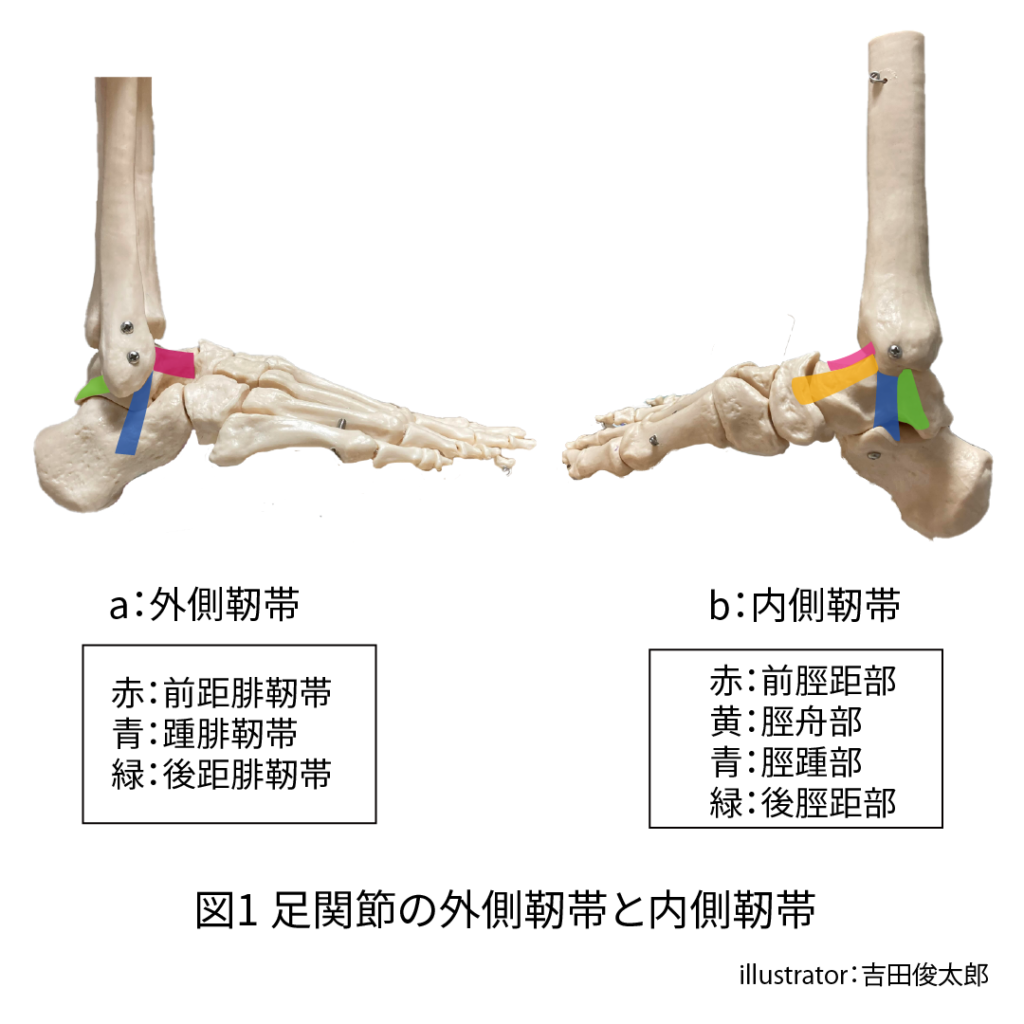 外側靭帯
前距腓靭帯
踵腓靭帯
後距腓靭帯
内側靭帯
前脛距部
脛舟部
脛踵部
後脛距部