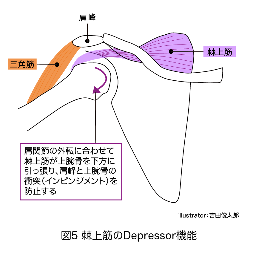 下降機能
Depressor機能
回旋筋腱板
棘上筋
三角筋