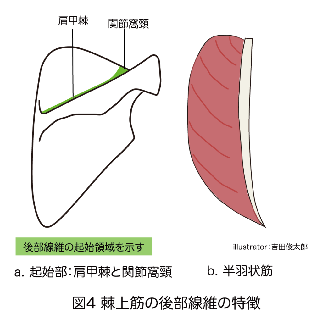 棘上筋の後部線維の特徴
肩甲棘
関節窩頸
半羽状筋