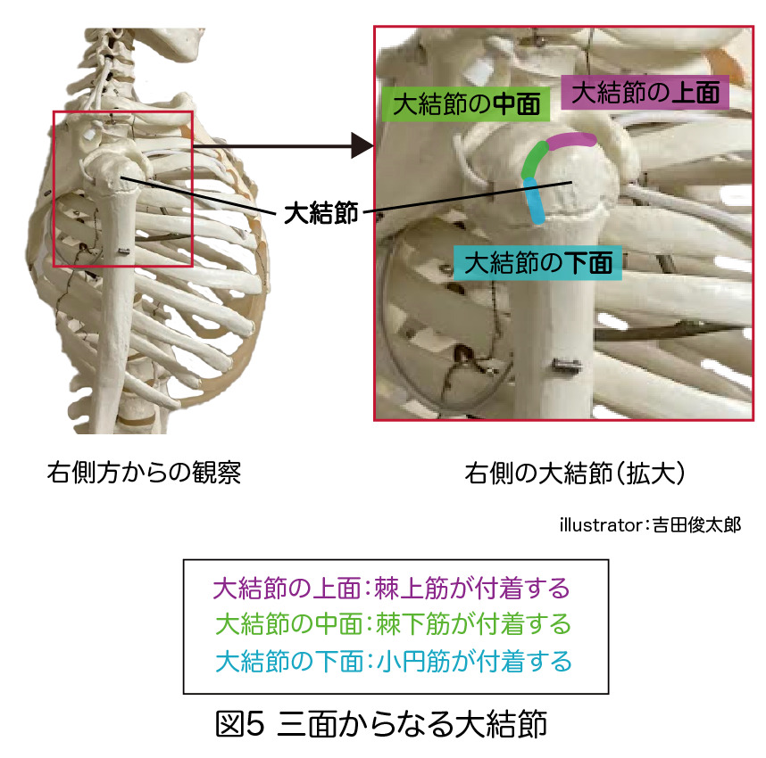 大結節の解剖学
上腕骨
大結節
棘上筋
棘下筋
小円筋
