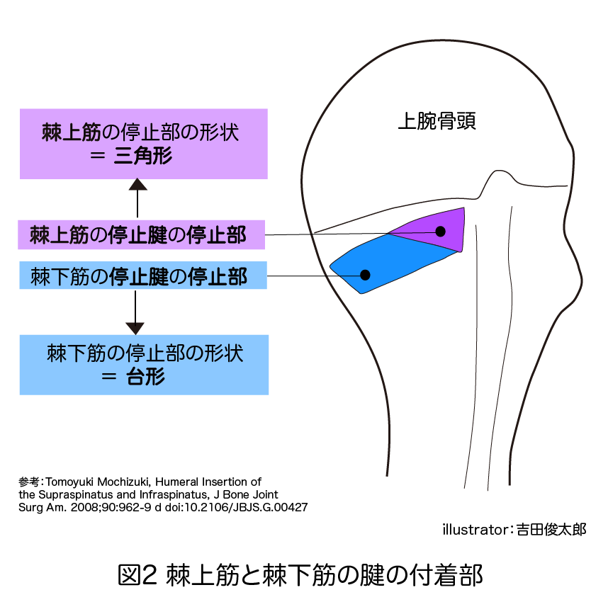 棘上筋と棘下筋の腱の付着部
棘上筋
棘下筋
大結節
上腕骨頭
停止部