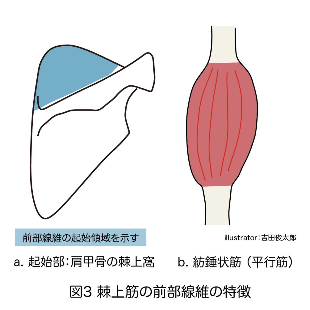 棘上筋の前部線維の特徴
棘上窩
紡錘状筋（平行筋）