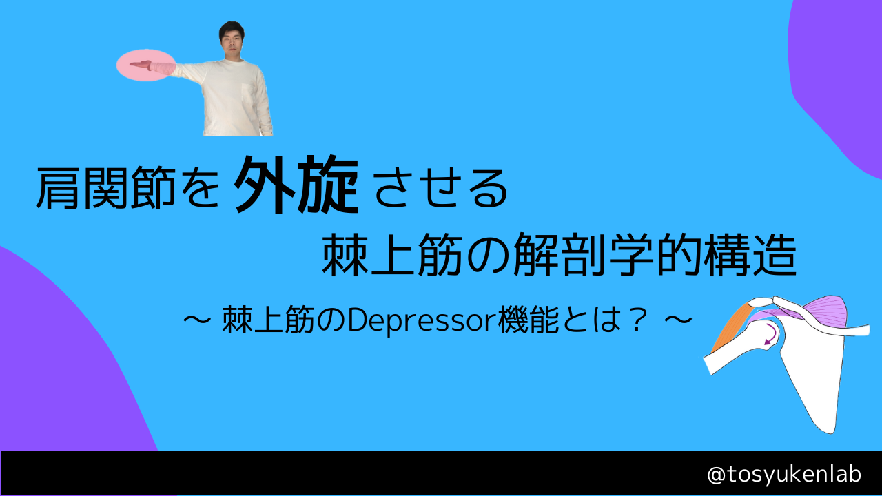 肩関節を外旋させる棘上筋の解剖学的構造 - 触診解剖ブログ
