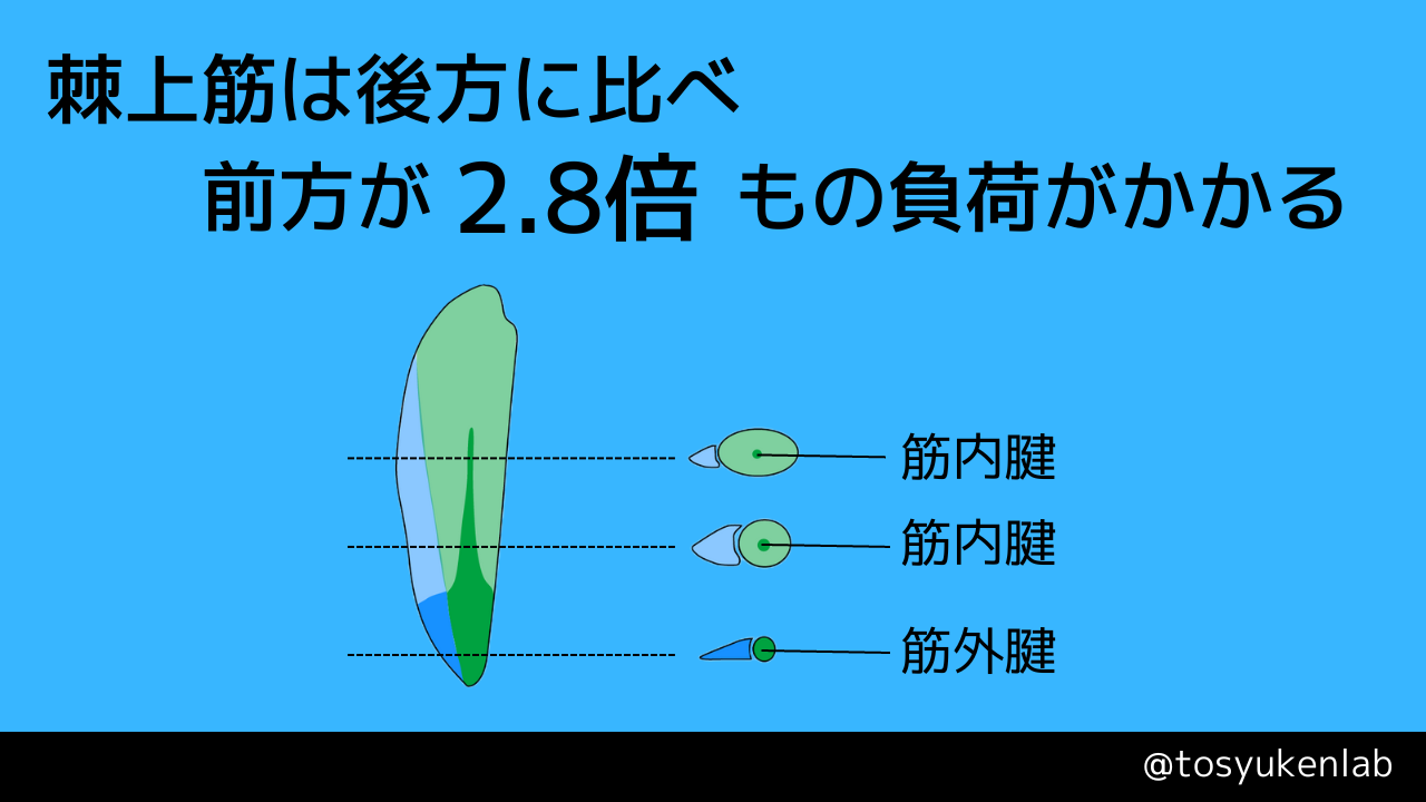 MUSCLES 筋力テスト 第2版 ジュラシック木澤式 超筋肥大トレーニング（木澤大祐/著） | BBM