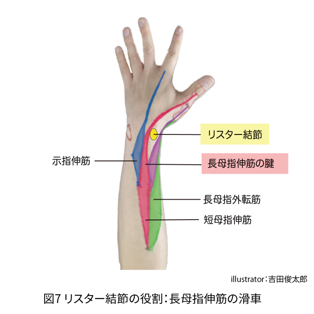 リスター結節の役割：長母指伸筋の滑車
長母指外転筋、短母指伸筋、示指伸筋