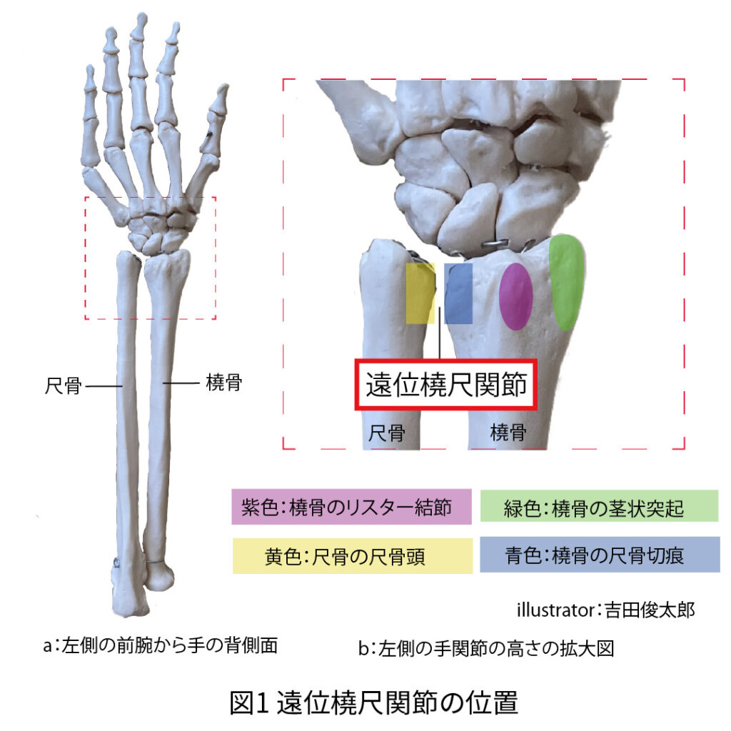 解剖学
触診
遠位橈尺関節
前腕
橈骨
尺骨