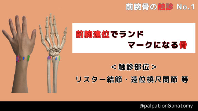 橈骨、尺骨、茎状突起、リスター結節、尺骨切痕、尺骨頭、遠位橈尺関節、腱鞘炎、上肢長、TFCC