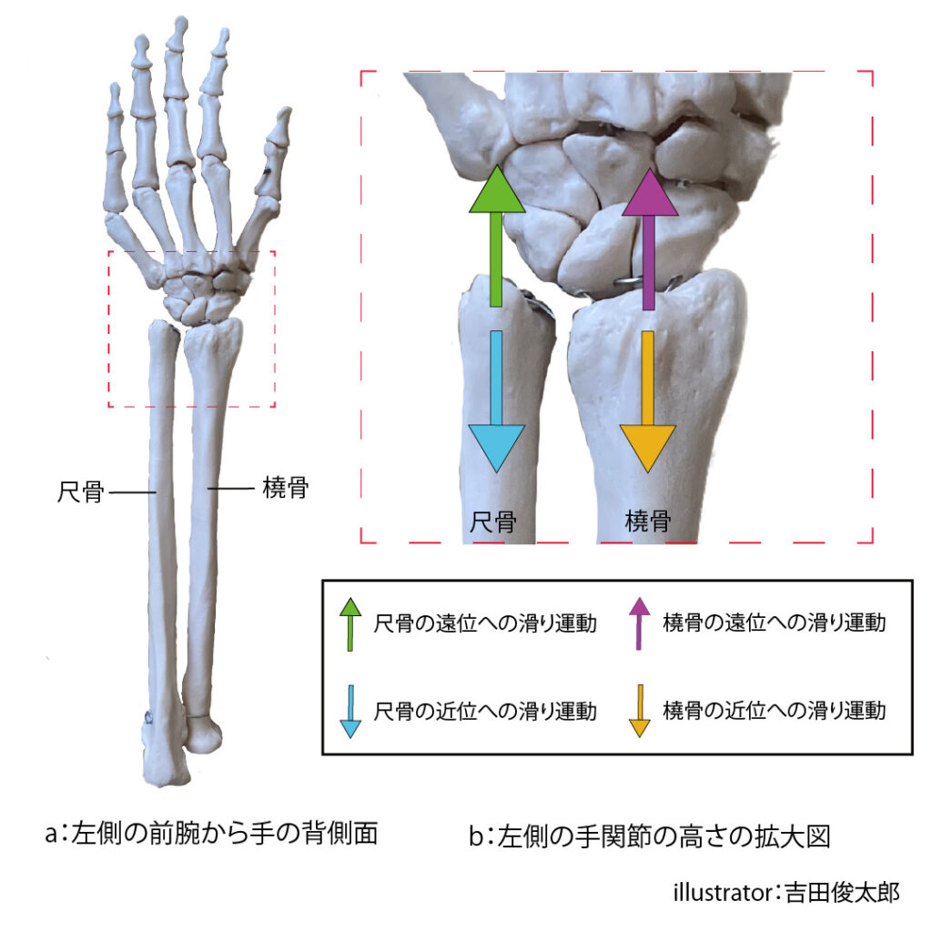遠位橈尺関節の近位、遠位への滑り運動
解剖
触診
遠位橈尺関節
前腕
橈骨
尺骨