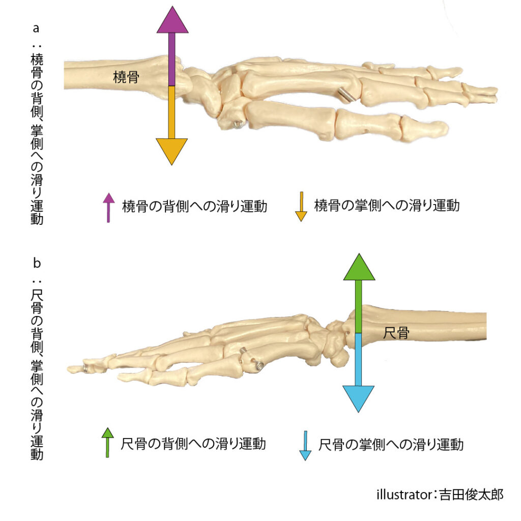 遠位橈尺関節の背側、掌側への滑り運動
解剖
触診
遠位橈尺関節
前腕
橈骨
尺骨