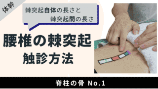 棘突起自体の長さと棘突起間の長さ