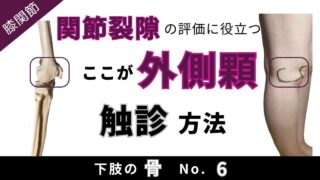 YouTube更新：【大腿骨外側顆】解剖学・触診・体表マーキング