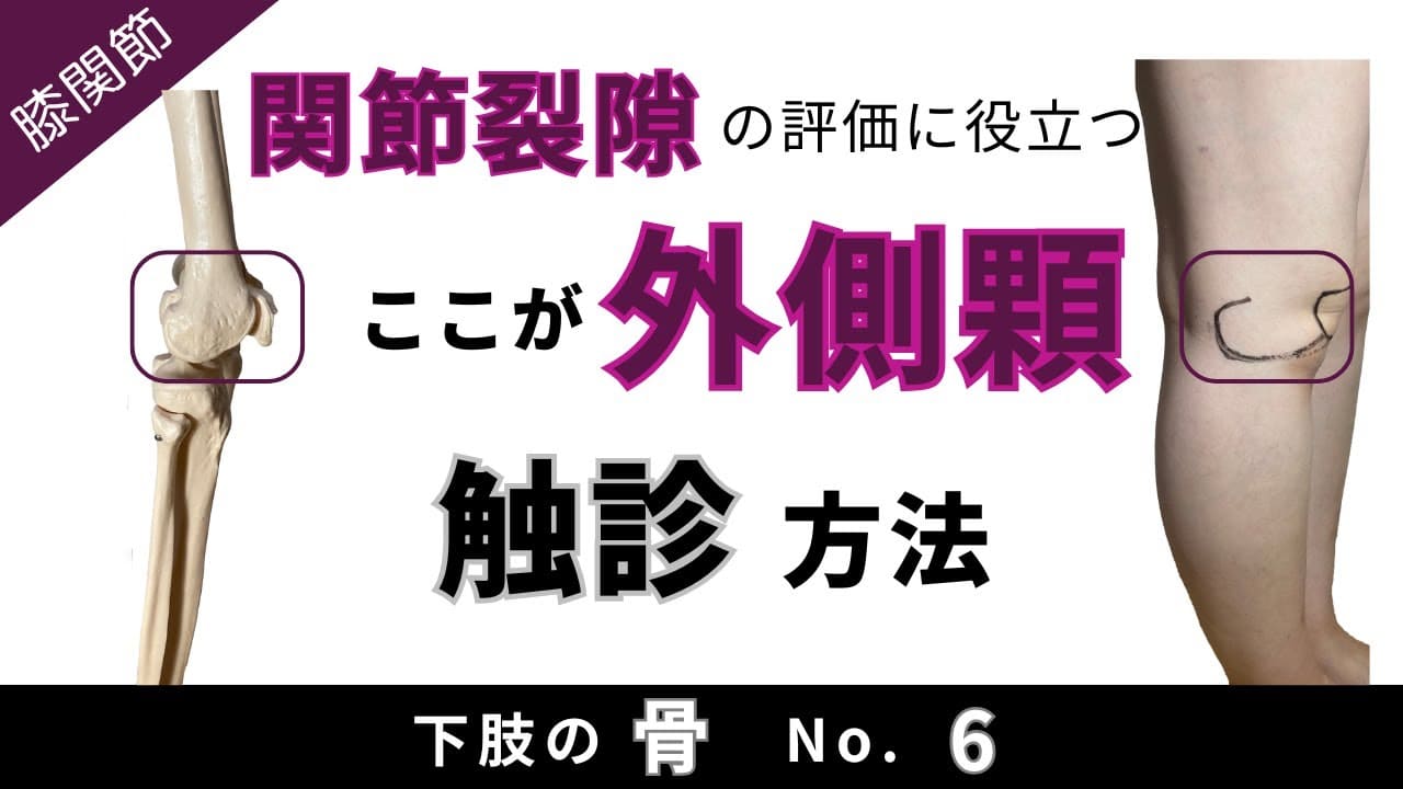 YouTube更新：【大腿骨外側顆】解剖学・触診・体表マーキング
