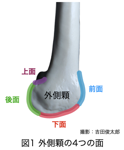 外側顆
大腿骨
外側
4つの面