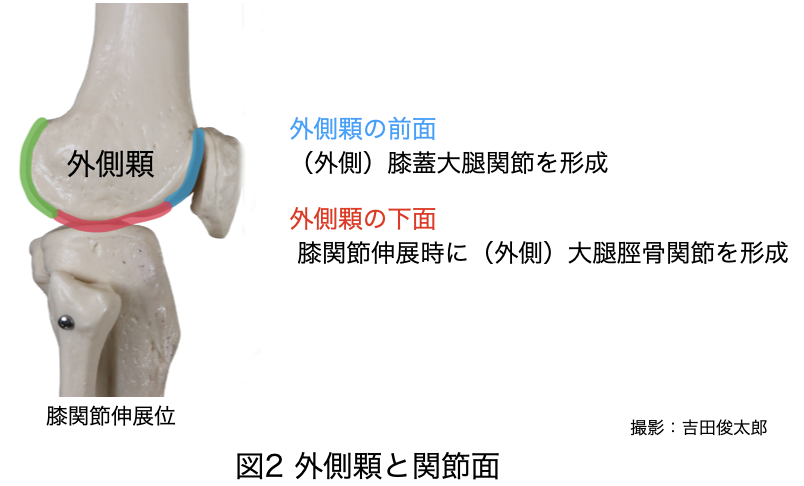 外側顆と関節面
膝蓋大腿関節
脛骨大腿関節