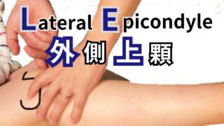 【大腿骨外側上顆の触診】解剖学・臨床的意義・触診のコツを徹底解説