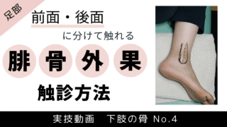 アイキャッチ画像 腓骨外果の触診方法