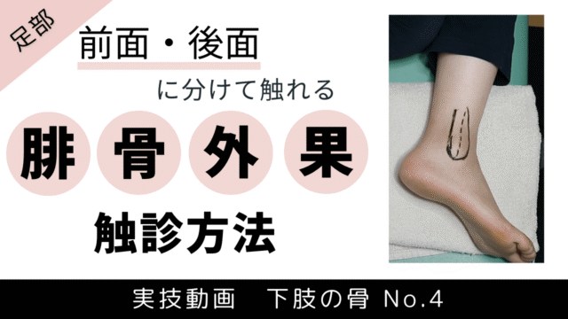 アイキャッチ画像 腓骨外果の触診方法