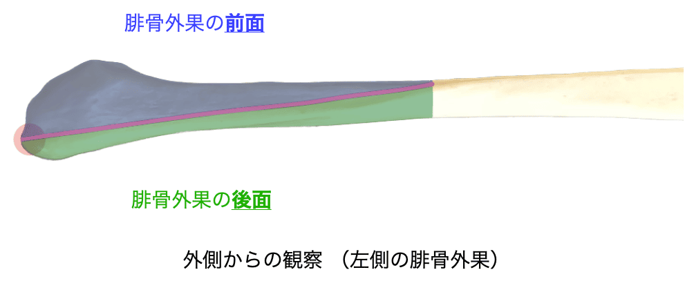 腓骨外果