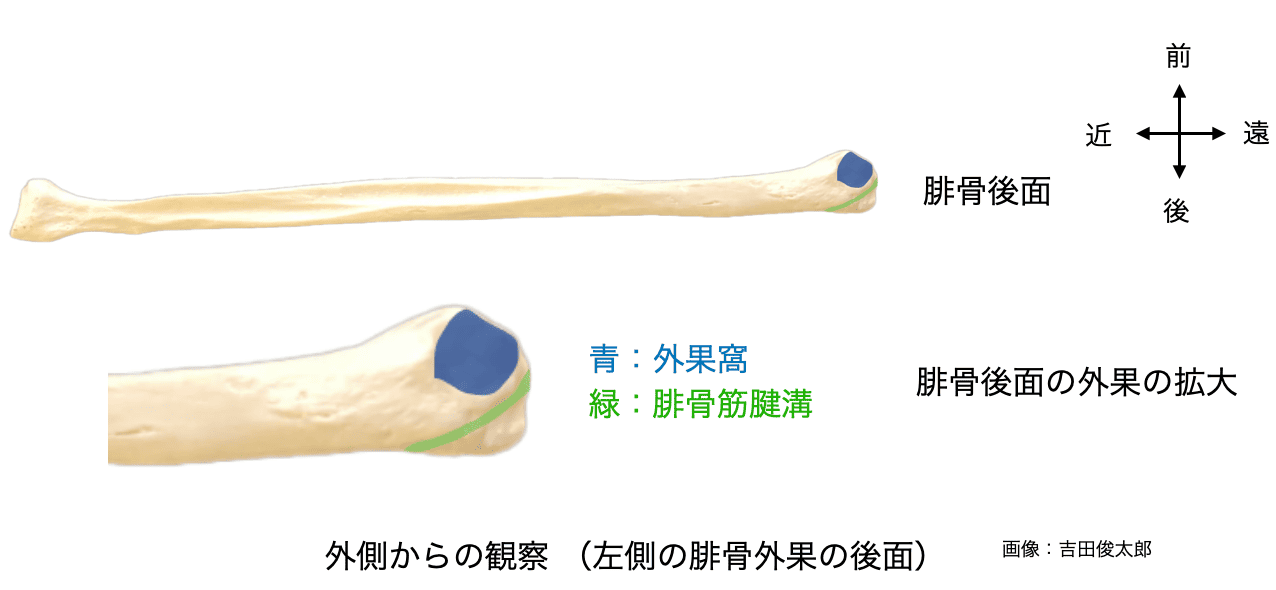 足関節の底背屈に役立つ!腓骨外果の正しい触察と誘導法 - 触診解剖ブログ