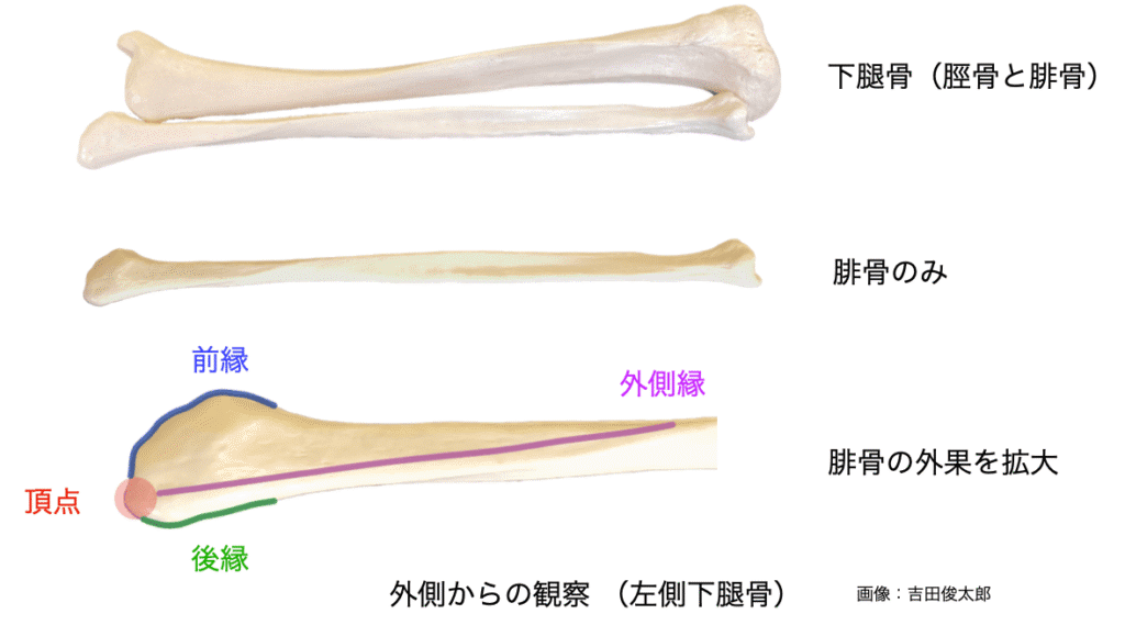 腓骨外果